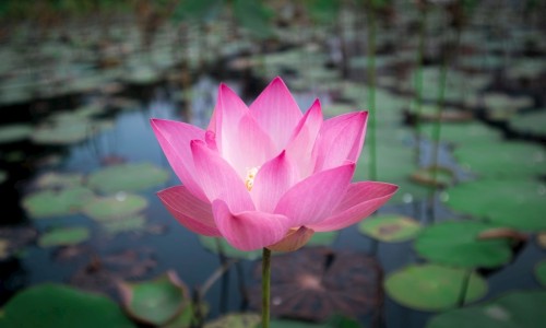 鹿胎膏是干嘛的-鹿胎膏通化永基图片网 | 鹿胎膏的坏处,通化永基药业鹿胎膏